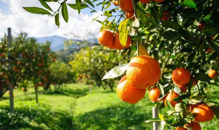 Lankaran. Hirkan Reserve. Black Sand Coast. Citrus Field.