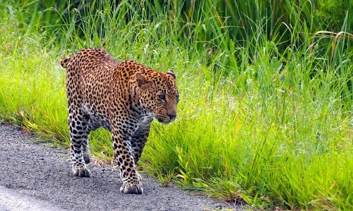 Mikumi National Park From Zanzibar 2 Days One Night Flying Option