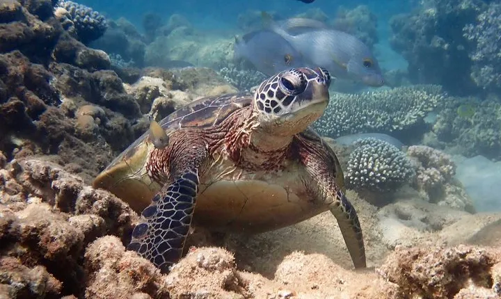 Turtle Tour - Ningaloo Reef Half Day Sea Kayak and Snorkel Tour