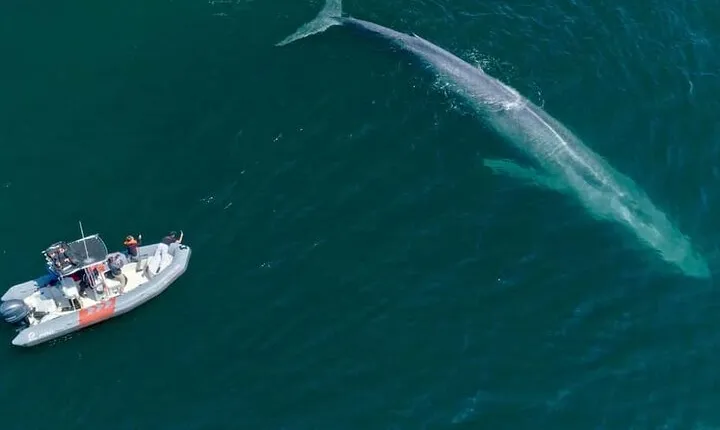 Whale and Dolphin Watching in San Diego Speedboat Tour