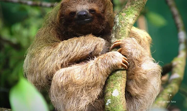 Wildlife rainforest Hiking sloths & Chocolate -Coffee tour
