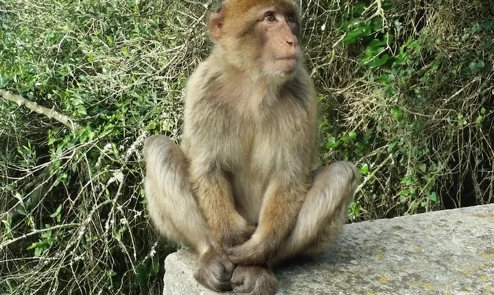 Gibraltar private tour from Marbella or Malaga