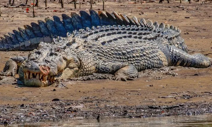 Solar Whisper Daintree River Crocodile and Wildlife Cruise