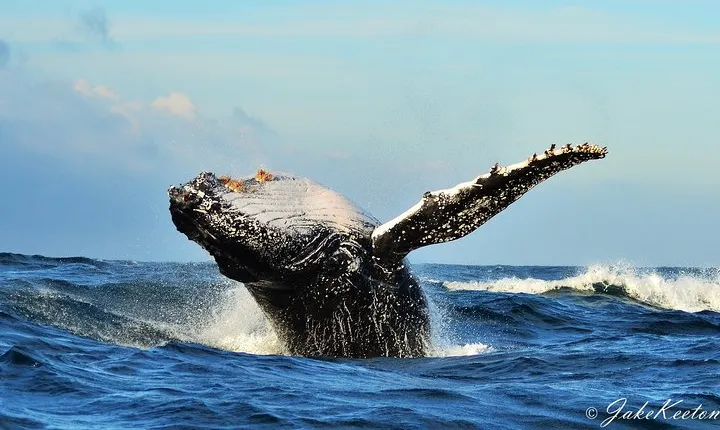 Whale, Dolphin & Penguin Island Cruise