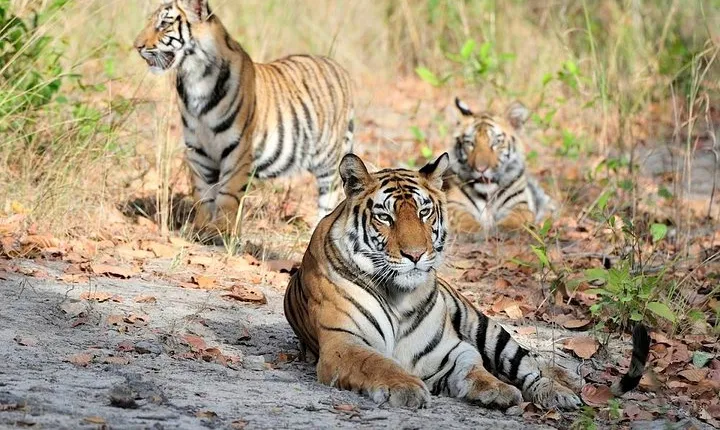 6 Day Private Tour of Taj with Glimpse of Tiger & Culture of Rajasthan