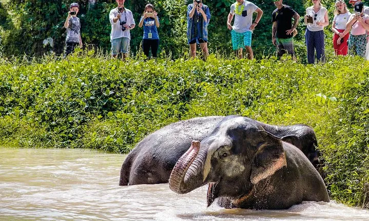 A Morning with the Elephants at Phuket Elephant Sanctuary