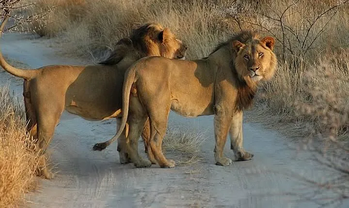 Moremi One Day Game Drive Safari