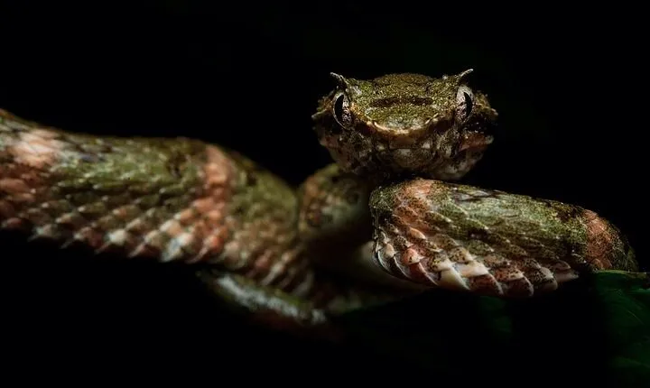 Monteverde Wildlife Night Tour
