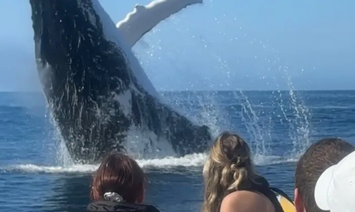 2-Hour Guided Whale Watching Tour at Noosa