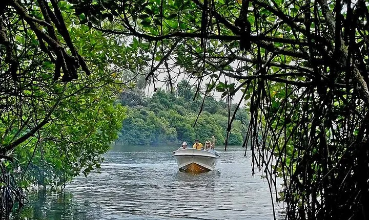 Madu River Boat Safari And Kosgoda Turtle Hatchery From Bentota