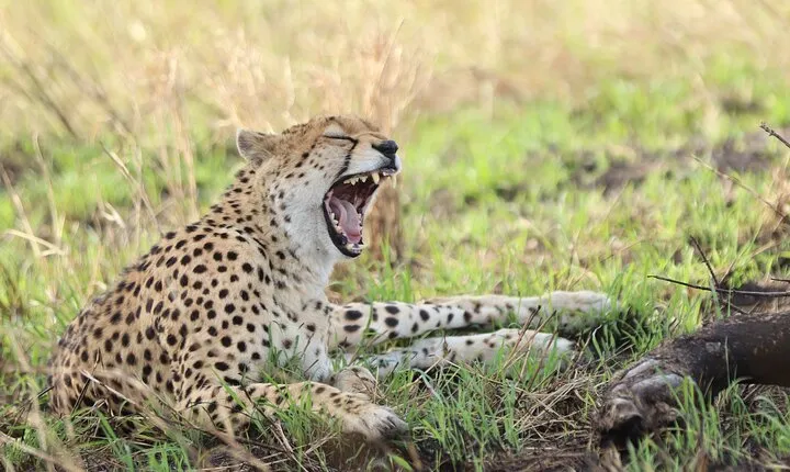 3 Days Maasai mara Private safari