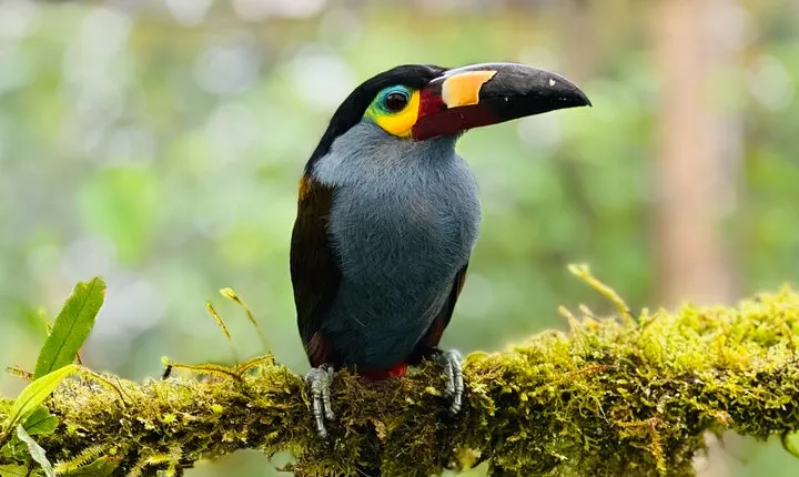 Mindo Cloud Forest Guided Private Tour 