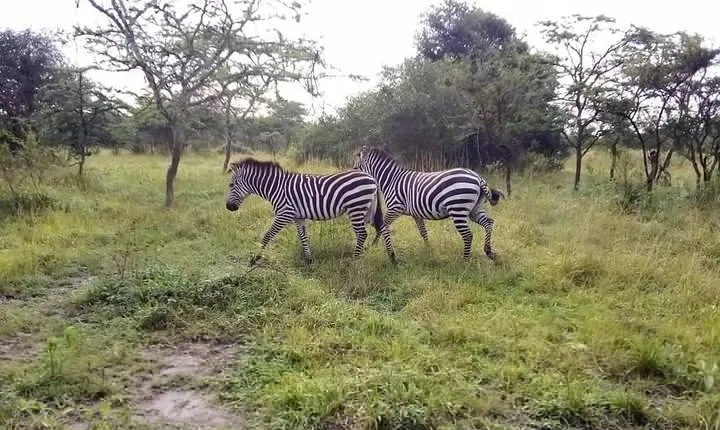 Great safari adventure