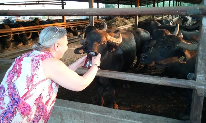 Pompeii SkipTheLine with Lunch&WineTasting from Rome