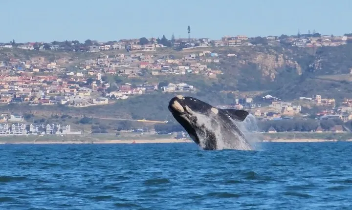 Boat based Whale Watching and Seal Island in Mosselbay