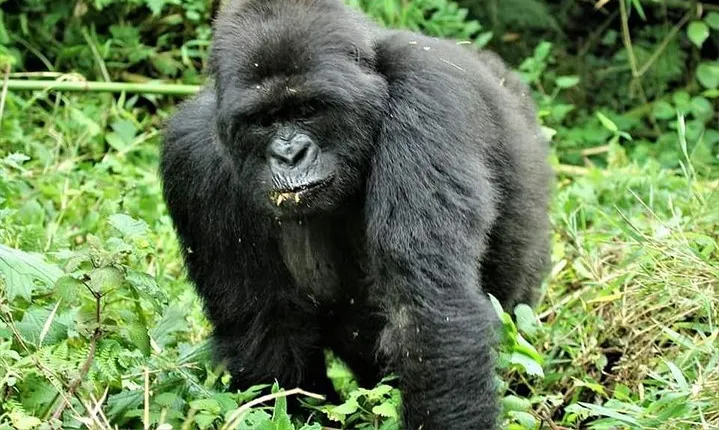 Uganda 4 days Gorilla Trekking
