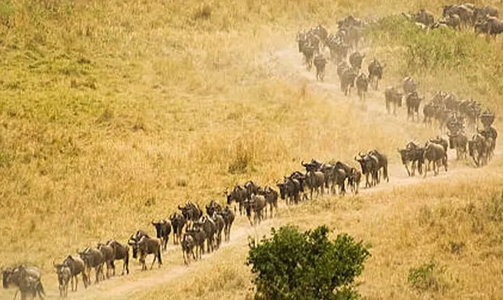 8 Day Tanzania Safari Witness the Great Migration