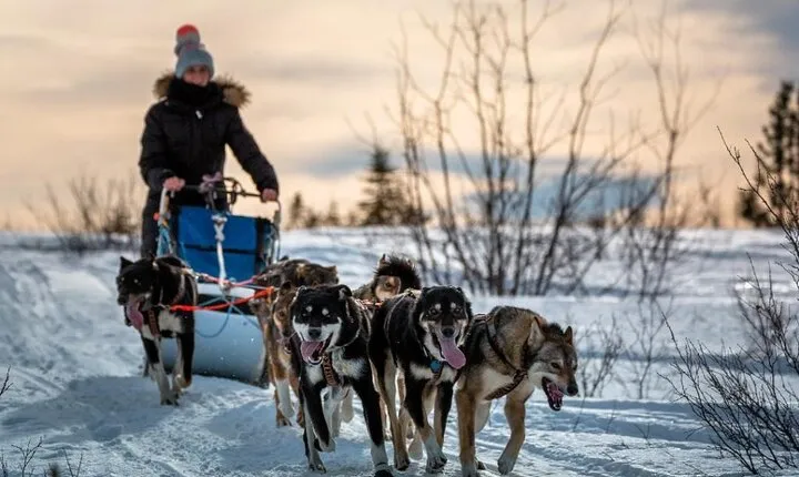 Overnight Dog Sledding Adventure