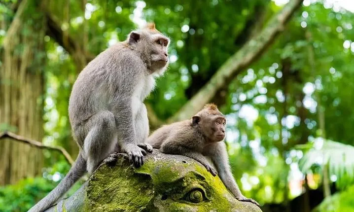 Ubud Monkey Forest, Jungle Swing & Rice Terrace Half Day Tour