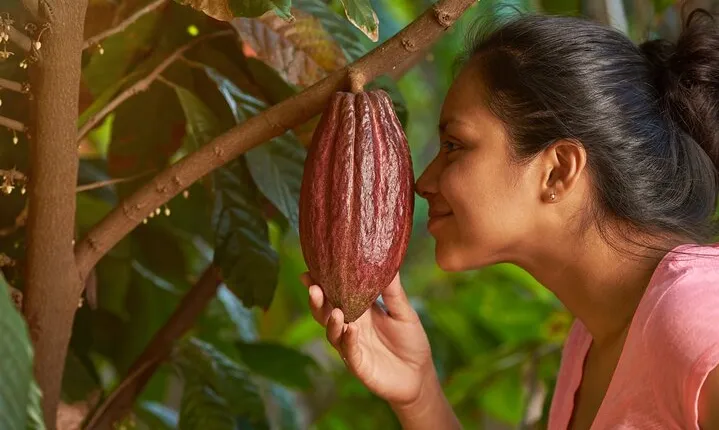 Evelyza Cacao Farm Tour Experience