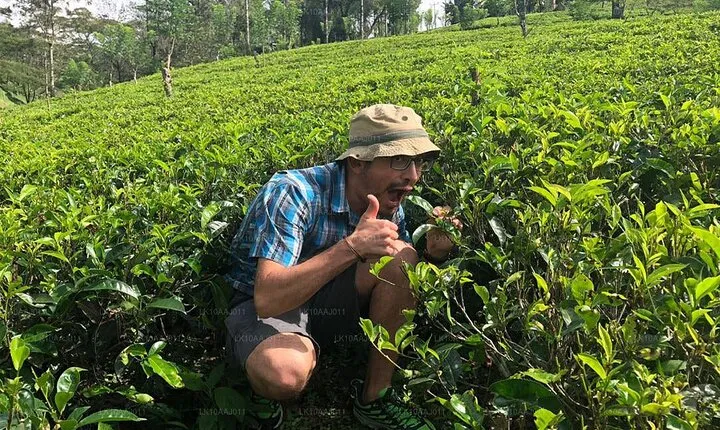 Tea Plucking and Tea Factory Visit from Kandy