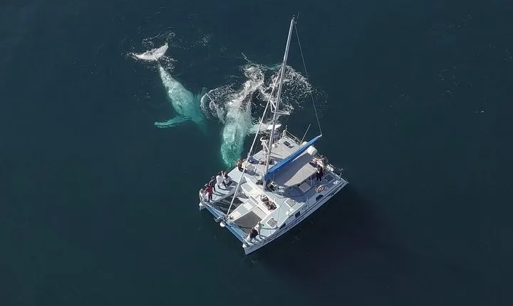 Coffs Harbour Whale Watch Experience