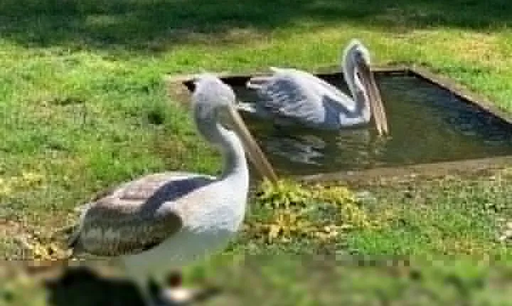 Karavasta lagoon and Boat trip - Daily tour from Tirana