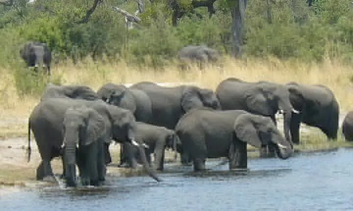 Elephant Trail Moremi Day Tour
