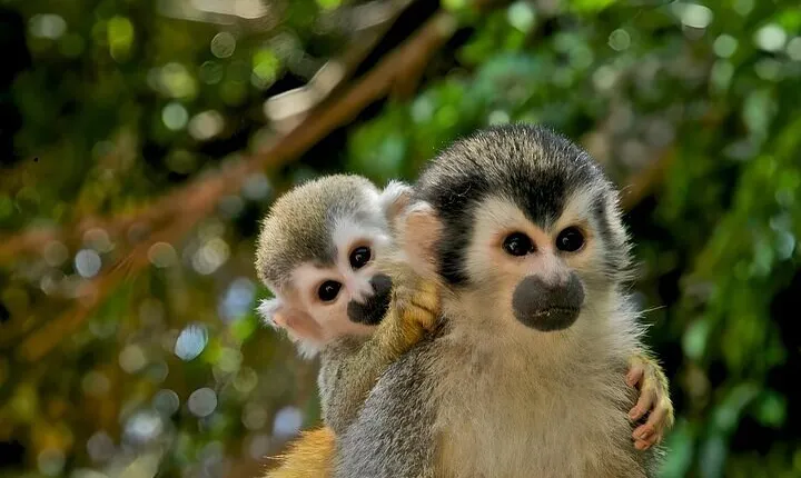 Guided Jungle Adventure with Gatun Lake Cruise