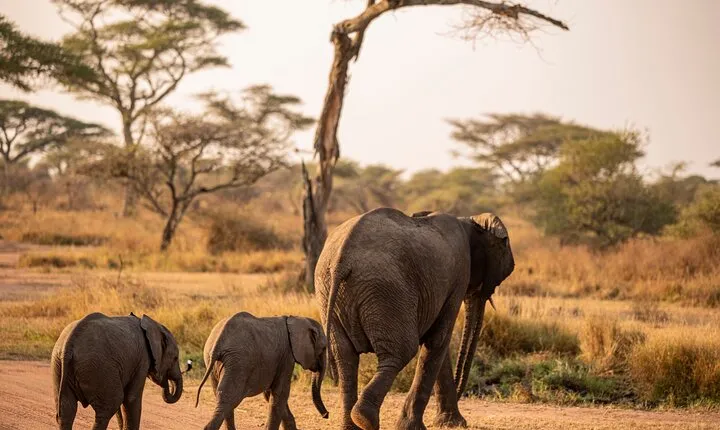 5-Days Private Budget Camping Safari