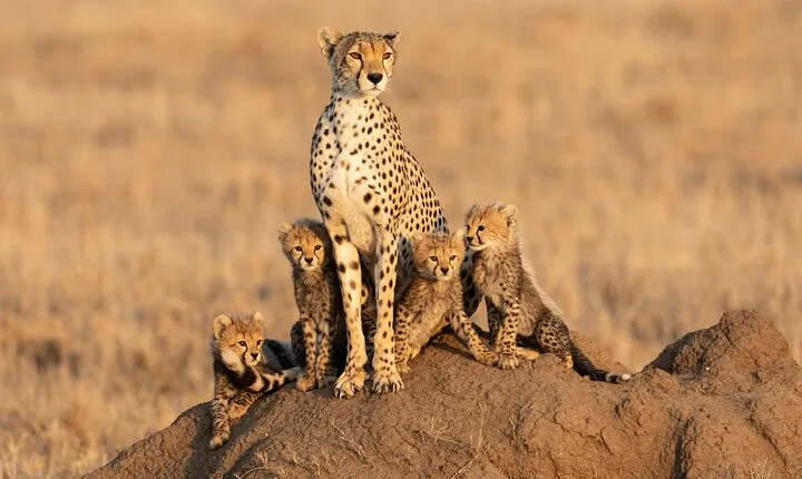 8 Days Private Mid-Range Safari