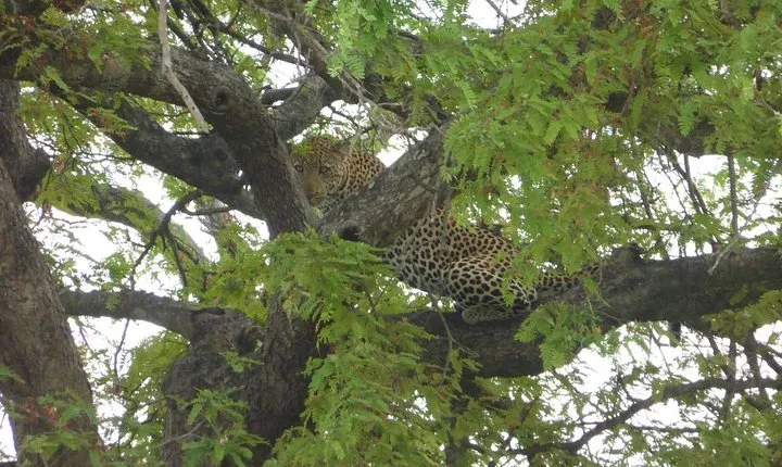 Short Safari from Dar es Salaam to Mikumi National Park - 2 Days