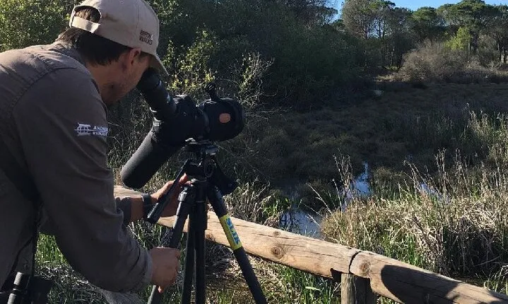 8-Days Discovering Birds of Portugal and Spain from Lisbon