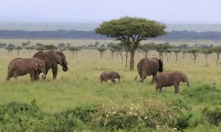 7 Day Uganda Safaris