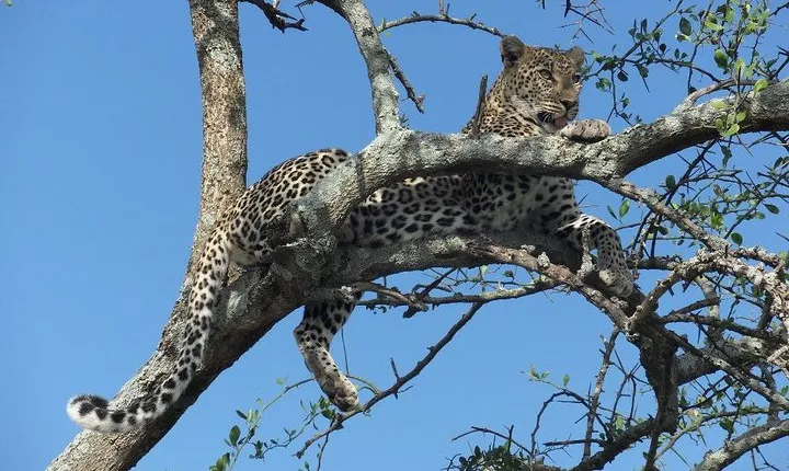 3 Day Midrange Tarangire and Ngorongoro Safari