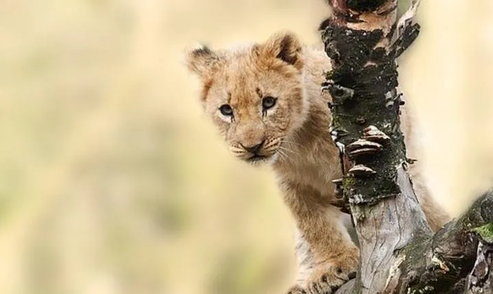 7 Days Tanganyika Wilderness Safari