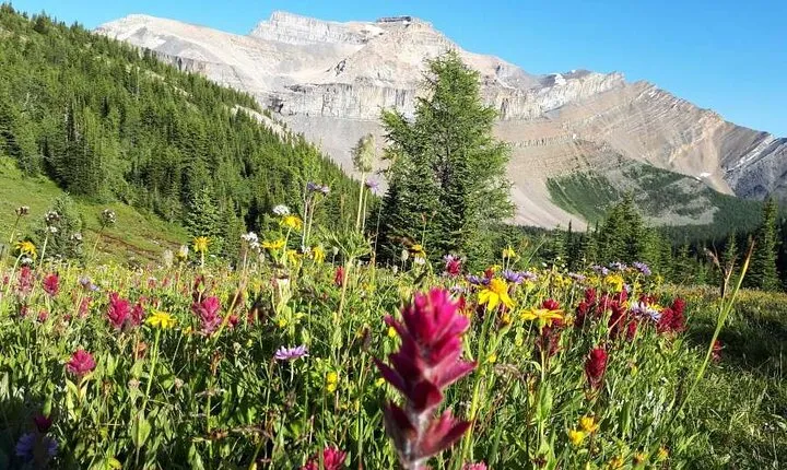 Exclusive Skoki Backcountry Guided Hiking in Lake Louise with Van Shuttle