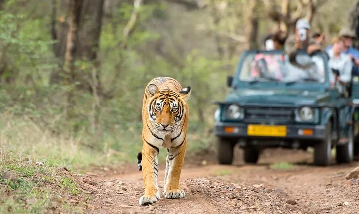 10 Day Amazing Rajasthan Tour with Taj Mahal Wildlife Tour & More