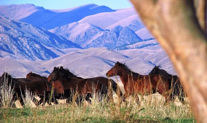 3-Day Nomadic Adventure: Turgen Falls, Assy Plateau & Glamping