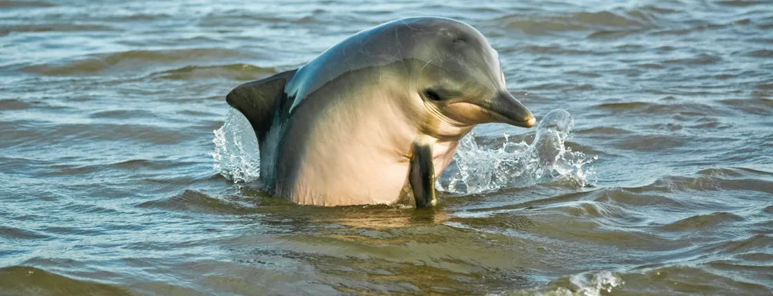 Suriname river half-day dolphin boat tour