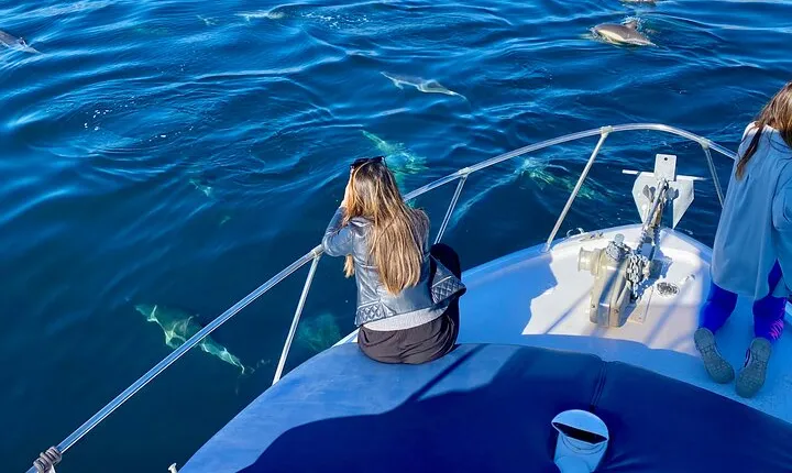 Dolphin Watching in Benalmadena