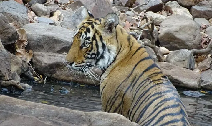 Rajasthan Wildlife Tour
