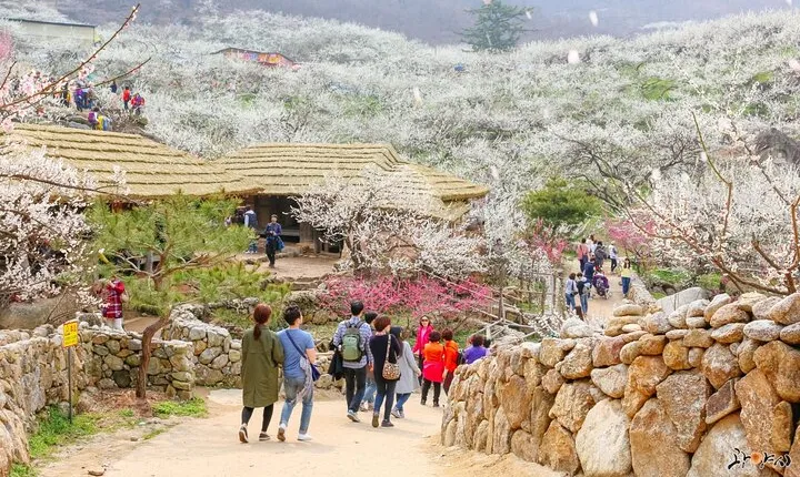 Gwangyang Maewha Flower and Jeonju Hanok Village Tour from Seoul