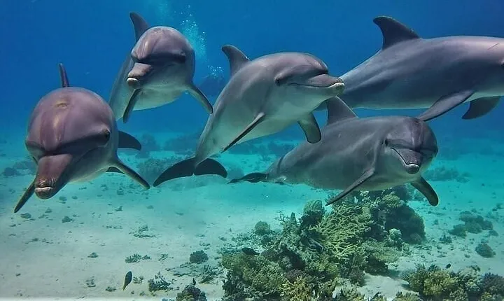 Dolphin House in Hurghada: Snorkeling, Water Sports & Lunch
