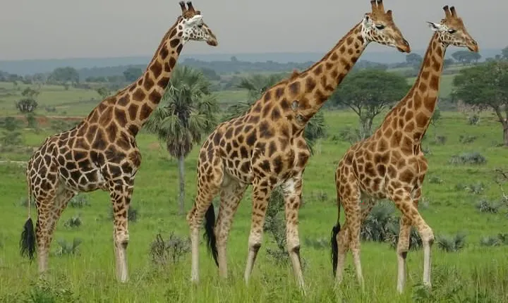 Two days sipi falls and Pian upe Nataional Game reserve in Uganda