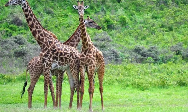 Arusha National Park Guided Day Tour From Arusha
