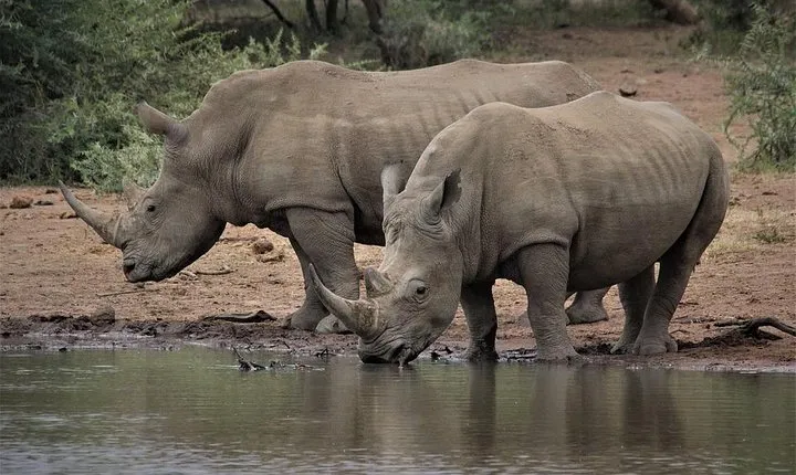 Hwange Day Tour