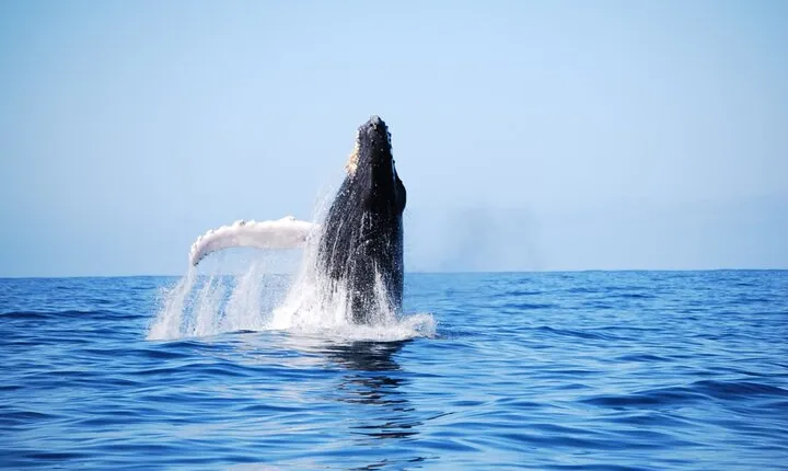 Whale Watching Expedition on Kauai