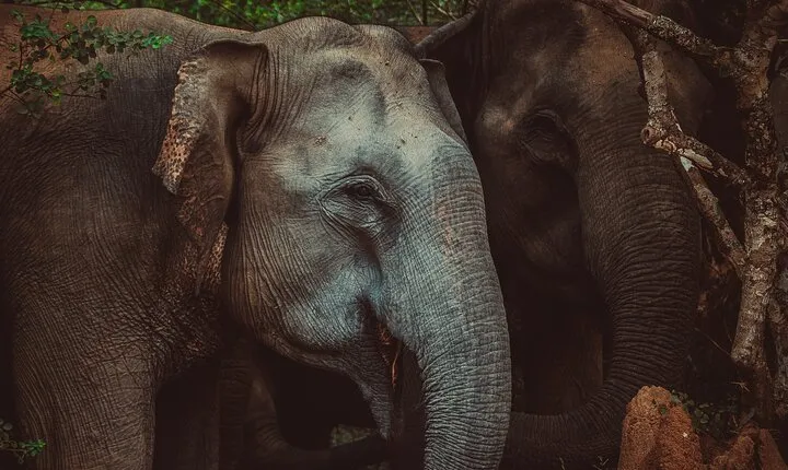 15-Day Tour in Sri Lanka with Private Driver