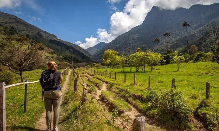 Cocora Valley Hiking Tour with Lunch